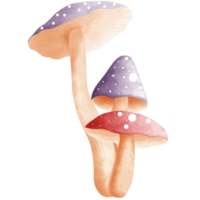 Aquarell fliegen Agaric Pilze Clipart.süß lila und rot fliegen Agaric Pilze Illustration. png