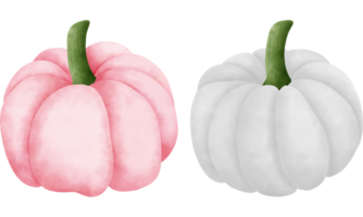 reeks van waterverf pompoenen illustratie voor herfst decoraties.schattig roze en wit pompoenen illustratie. png