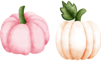 reeks van waterverf pompoenen illustratie voor herfst decoraties.roze en wit pompoenen illustratie. png