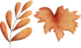 Set of watercolor autumn leaves illustration.Hand drawn watercolor autumn leaves. png