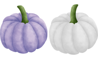 reeks van waterverf pompoenen illustratie voor herfst decoraties.paars en wit pompoenen illustratie. png