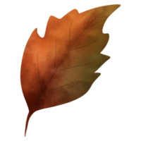 acquerello elegante autunno foglia clipart.acquerello illustrazione. png