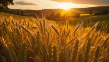 Sunset over a golden wheat field in the countryside generated by AI photo