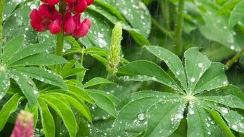 röd lupin blommor och löv med regndroppar, långsam rörelser, lupinus vargaktig video