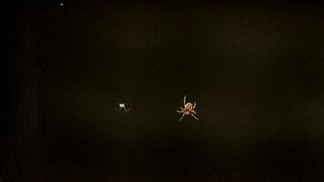 Spider weaves a web in summer evening video