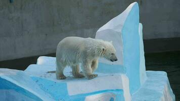 Polar bear six month cub playing in water video