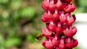 hommel verzamelt nectar en stuifmeel van de bloemen van rode lupine. video