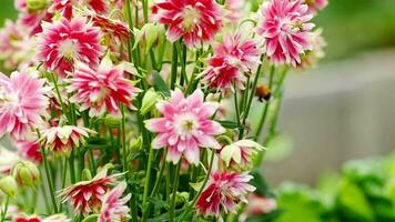 Bumblebee collecting nectar and pollen from the flowers of decorative pink aquilegia flowers. video