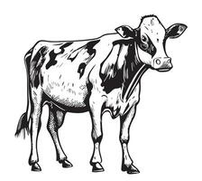 Cow hand drawn sketch vector illustration cattle