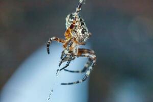 Arachnophobia fear of spider bite concept. Macro close up spider on cobweb spider web on blurred blue background. Life of insects. Horror scary frightening banner for halloween. photo