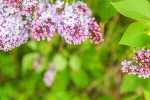 Beautiful smell violet purple lilac blossom flowers in spring time. Close up macro twigs of lilac selective focus. Inspirational natural floral blooming garden or park. Ecology nature landscape photo