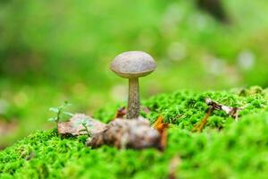 Edible small mushroom with brown cap Penny Bun leccinum in moss autumn forest background. Fungus in the natural environment. Big mushroom macro close up. Inspirational natural summer fall landscape photo