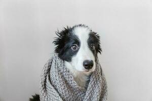 Funny studio portrait of cute smilling puppy dog border collie wearing warm clothes scarf around neck isolated on white background photo