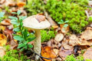 Edible small mushroom brown cap Penny Bun leccinum in moss autumn forest background. Fungus in the natural environment. Big mushroom macro close up. Inspirational natural summer or fall landscape. photo