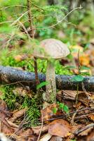 Edible small mushroom with brown cap Penny Bun leccinum in moss autumn forest background. Fungus in the natural environment. Big mushroom macro close up. Inspirational natural summer fall landscape photo