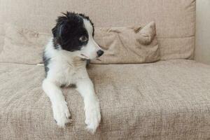 Funny portrait of cute smilling puppy dog border collie on couch at home. Pet care and animals concept photo
