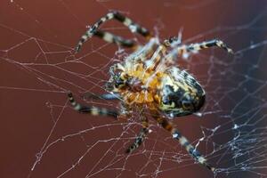 Arachnophobia fear of spider bite concept. Macro close up spider on cobweb spider web on blurred brown background. Life of insects. Horror scary frightening banner for halloween. photo