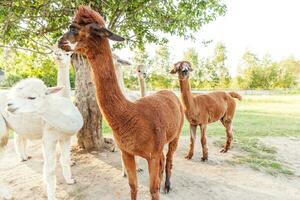 Cute alpaca with funny face relaxing on ranch in summer day. Domestic alpacas grazing on pasture in natural eco farm countryside background. Animal care and ecological farming concept photo