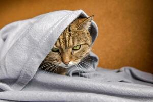 Funny arrogant domestic tabby cat lying on couch under plaid indoors. Kitten resting at home keeping warm hiding under blanket in cold fall autumn winter weather. Pet animal life Hygge mood concept. photo