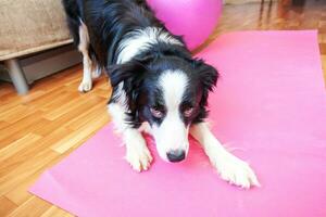 Funny dog border collie practicing yoga lesson indoor. Puppy doing yoga asana pose on pink yoga mat at home. Calmness and relax during quarantine. Working out gym at home. photo