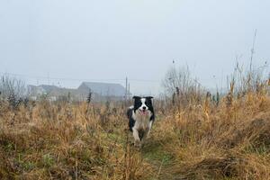 Pet activity. Cute puppy dog border collie running in autumn park outdoor. Pet dog on walking in foggy autumn fall day. Hello Autumn cold weather concept. photo