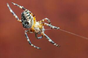 aracnofobia temor de araña mordedura concepto. macro cerca arriba araña en telaraña araña web en borroso marrón antecedentes. vida de insectos horror de miedo aterrador bandera para Víspera de Todos los Santos. foto