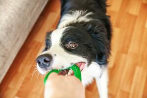 Funny portrait of cute smilling puppy dog border collie holding colourful green toy in mouth. New lovely member of family little dog at home playing with owner. Pet care and animals concept. photo