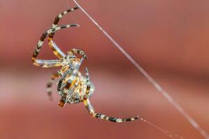 Arachnophobia fear of spider bite concept. Macro close up spider on cobweb spider web on blurred brown background. Life of insects. Horror scary frightening banner for halloween. photo