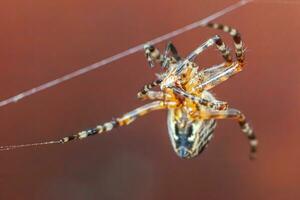 Arachnophobia fear of spider bite concept. Macro close up spider on cobweb spider web on blurred brown background. Life of insects. Horror scary frightening banner for halloween. photo