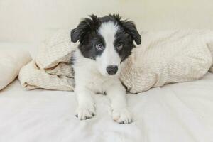 Funny portrait of cute smilling puppy dog border collie in bed at home photo