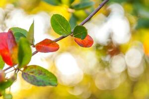 de cerca natural otoño otoño ver de rojo naranja hoja resplandor en Dom en borroso verde antecedentes en jardín o parque. inspirador naturaleza octubre o septiembre fondo de pantalla. cambio de estaciones concepto. foto