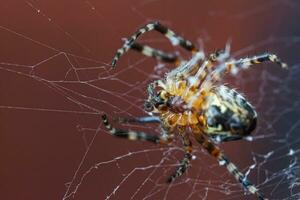 Arachnophobia fear of spider bite concept. Macro close up spider on cobweb spider web on blurred brown background. Life of insects. Horror scary frightening banner for halloween. photo