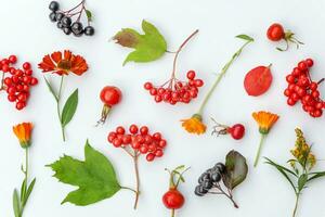 Autumn floral composition. Plants viburnum rowan berries dogrose flowers colorful leaves isolated on white background. Fall natural plants ecology wallpaper concept. Flat lay top view, copy space photo
