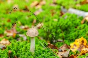 Edible small mushroom brown cap Penny Bun leccinum in moss autumn forest background. Fungus in the natural environment. Big mushroom macro close up. Inspirational natural summer or fall landscape. photo