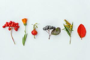 Autumn floral composition. Plants viburnum rowan berries dogrose flowers colorful leaves isolated on white background. Fall natural plants ecology wallpaper concept. Flat lay top view, copy space photo