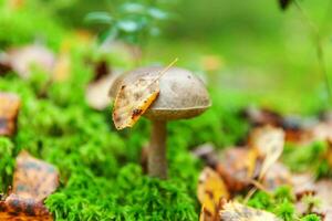 Edible small mushroom with brown cap Penny Bun leccinum in moss autumn forest background. Fungus in the natural environment. Big mushroom macro close up. Inspirational natural summer fall landscape photo