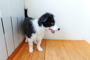 retrato divertido de un lindo cachorro sonriente collie fronterizo en casa. cuidado de mascotas y concepto de animales foto