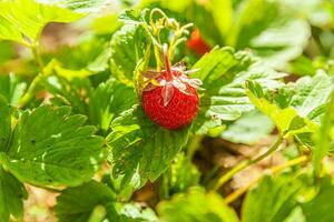 Industrial cultivation of strawberries plant. Bush with ripe red fruits strawberry in summer garden bed. Natural growing of berries on farm. Eco healthy organic food horticulture concept background. photo