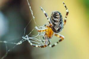 Arachnophobia fear of spider bite concept. Macro close up spider on cobweb spider web on natural blurred background. Life of insects. Horror scary frightening banner for halloween. photo