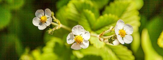 Industrial cultivation of strawberries. Bush of strawberry with flower in spring or summer garden bed. Natural growing of berries on farm. Eco healthy organic food concept background Banner photo