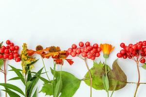 otoño floral composición. marco hecho de otoño plantas viburnum bayas naranja flores aislado en blanco antecedentes. otoño otoño natural plantas ecología fondo de pantalla concepto. plano laico parte superior vista, Copiar espacio foto