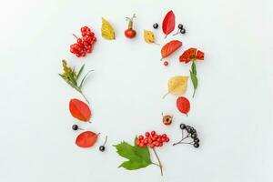 Autumn floral composition. Plants viburnum rowan berries dogrose flowers colorful leaves isolated on white background. Fall natural plants ecology wallpaper concept. Flat lay top view, copy space photo