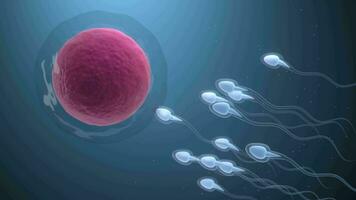 The union of sperm and an egg cell, 3d rendering. video