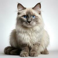 a Siamese cat on a white background photo