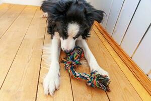 Funny portrait of cute smiling puppy dog border collie holding colourful rope toy in mouth. New lovely member of family little dog at home playing with owner. Pet care and animals concept. photo