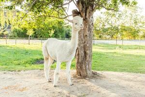 Cute alpaca with funny face relaxing on ranch in summer day. Domestic alpacas grazing on pasture in natural eco farm countryside background. Animal care and ecological farming concept photo