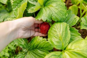 Gardening and agriculture concept. Woman farm worker hand harvesting red ripe strawberry in garden. Woman picking strawberries berry fruit in field farm. Eco healthy organic home grown food concept. photo