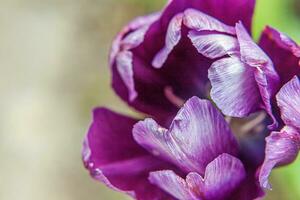 Purple tulip flowers in spring time. Close up macro of fresh spring flower in garden. Soft abstract floral poster, extremely macro, selective focus. Inspirational floral wallpaper holidays card photo