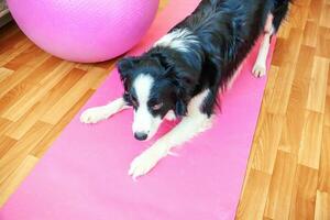 Funny dog border collie practicing yoga lesson indoor. Puppy doing yoga asana pose on pink yoga mat at home. Calmness and relax during quarantine. Working out gym at home. photo