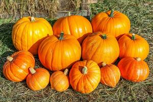 Natural autumn fall view pumpkin on eco farm background. Inspirational october or september wallpaper. Change of seasons, ripe organic food concept. Halloween party Thanksgiving day. photo